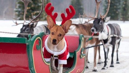 Elli unterwegs mit Santas Schlitten